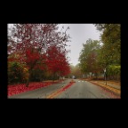 Fall Leaves_Oct 10_2012_HDRC9145_2x2