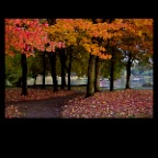 Fall Leaves_Oct 21 09_6185vel_2x2