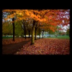 Fall Leaves_Oct 21_09_6082vel_2x2