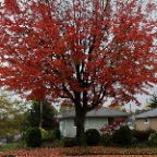 Fall Leaves_Oct 24_2010_Pan_3338_2x2