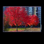 Fall Trees_Nov 13_2013_HDR_D5142_2x2