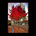 Fall Trees_Nov 16_2013_HDR_D6140_2x2