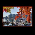 Stanley Pk Tree Vancouver_Oct 11_2016_HDR_A2238_2x2