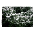 Snowy Tree_3640_2x2