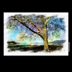 Kits Beach Tree_Feb 20_2017_HDR_A2082_peFinalEffcts_2x2