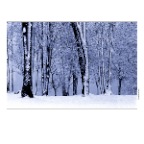 SnowTrees_Kits_19_RGB_2x2