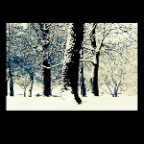 Kits Snowy Trees_1_2x2