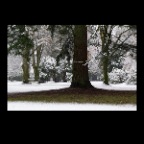 Snowy Trees_Jan 20_2011_0511_2x2