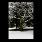Snowy Trees_Jan 20_2011_0517_2x2