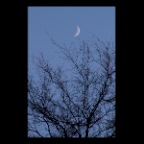 Moon & Tree_Jan 9_2011_0020_2x2