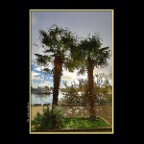 Concord Pac Palm Trees_Nov 27_2018_HDR_D4003_2x2