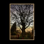 New Westminster Tree_Dec 25_2018_HDR_D9250_peIntnSunst_2x2