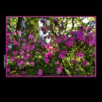 Stanley Pk Flowering Trees_May 2_2016_HDR_K0016_2x2