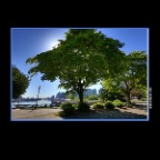 Stanley Pk Trees_May 2_2016_HDR_K0252_2x2