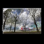 Science World Trees Vancouver_Apr 14_2017_HDR_A0517_2x2