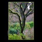 The Crescent Tree_Jan 17_2016_HDR_K5265_2x2