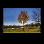 Trout Lake Trees_Nov 12_2014_HDR_F5325_2x2
