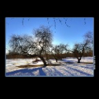 Trout Lake Trees Snow_Jan 11_2017_HDR_A5408_2x2