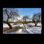 Trout Lake Trees Snow_Jan 11_2017_HDR_A5416_2x2