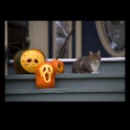 Pumpkins & Cat_Oct 31_2010_4203_2x2
