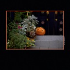 Pumpkins_Nov 4 09_6873vel_2x2