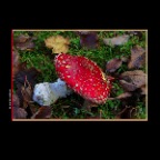 Fall Leaves Mushroom_Nov 10_2013_HDR_D4542_2x2