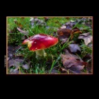 Fall Leaves Mushroom_Nov 10_2013_HDR_D4550_2x2