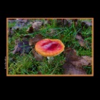 Mushrooms_Nov 10_2013_HDR_D4554_2x2
