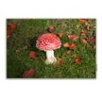 Red Mushroom_1924_1_2x2
