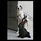 Dogs_0561_2x2