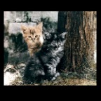 Surrey Kittens_2x2