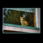 New West Window Cat_May 2_2017_HDR_L3715_2x2