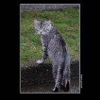 Cat_March 16_2011_3379_2x2