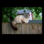 Cat on fence_May 29 09_8472_2x2