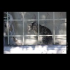 Strathcona Cat_Jun 4_2011_9121_2x2