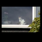 Cat in Dunbar_Apr 6_2011_1382_2x2