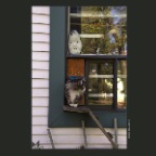 Cat in Window_May 1_2011_3218_2x2
