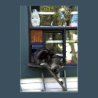 Cat in Window_May 1_2011_3220_2x2