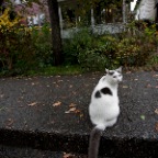 Strathcona Cat_Oct 14_2012_C9672_2x2