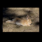 Rabbit Chillin_Oct 8_2012_0280_2x2