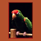 Bob the Parrot_1_2x2