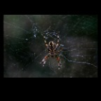 Spider_2084_1_2x2