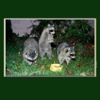 Templeton Raccoons_10_2x2