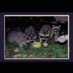 Templeton Raccoons_8_2x2