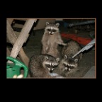 Racoons_3126_2x2