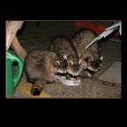 Racoons_3136_2x2