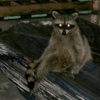 Raccoon_3619_2x2