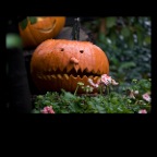 Pumpkins_Nov 8 09_1275_2x2