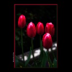 Flowers Tulips_Apr 19_2019_HDR_A4118_peSciFi_2x2