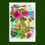 Flowers Roses_Jun 3_2017_HDR_A0171_peFinalEff074Pop_2x2